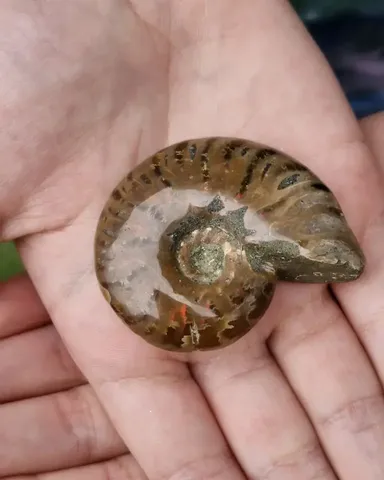 Ammonite Polished Fossil